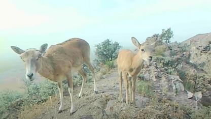 Karadağ’da Nadir Görüntü: Anadolu Yaban Koyunları Yavrularıyla Görüntülendi