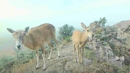 Karadağ’da Nadir Görüntü: Anadolu Yaban Koyunları Yavrularıyla Görüntülendi