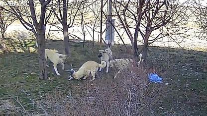 Ekinözü Köyünde Başıboş Köpek Dehşeti