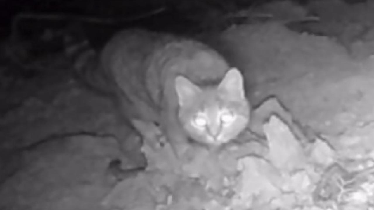 Karaman’da Fotokapan Yaban Kedisini Görüntüledi