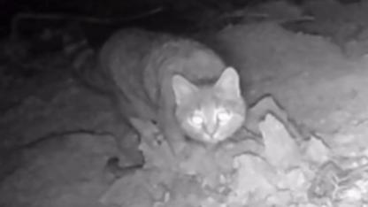 Karaman’da Fotokapan Yaban Kedisini Görüntüledi