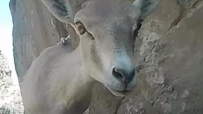 Karaman’da Yaban Hayatına Yakın Takip