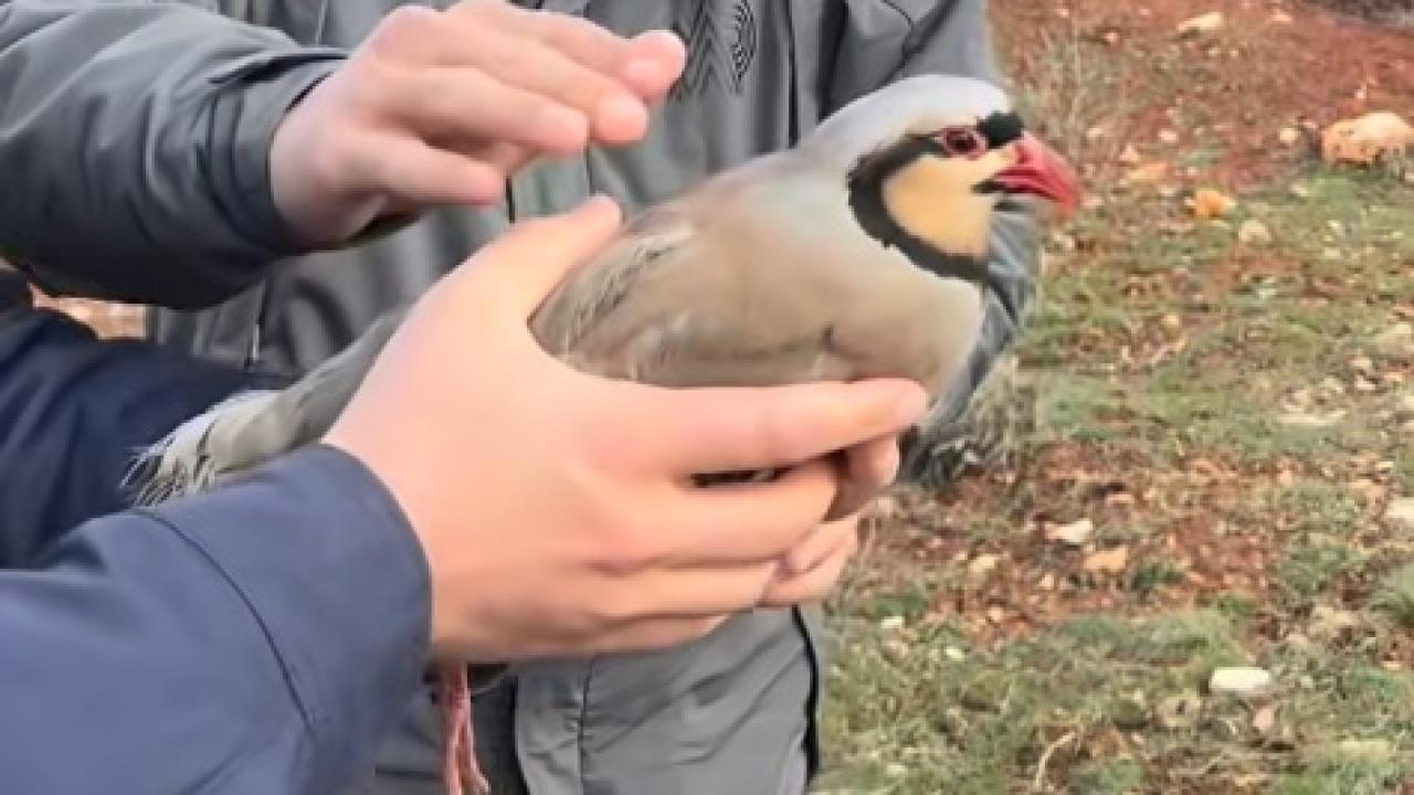 Karaman’da Yaralı Keklik Tedavi Edilerek Doğaya Salındı