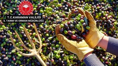Karaman’da Zeytin Yetiştiriciliği Eğitimi Düzenlenecek