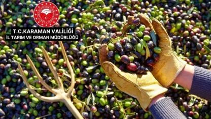 Karaman’da Zeytin Yetiştiriciliği Eğitimi Düzenlenecek