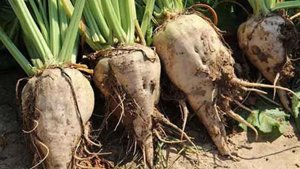 Meclis’ten Geçti! Şeker Pancarı Üretiminde Hiçbir Şey Eskisi Gibi Olmayacak