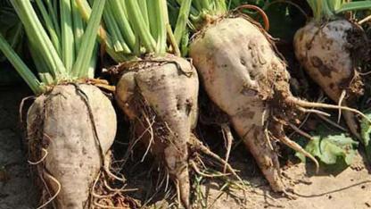 Meclis’ten Geçti! Şeker Pancarı Üretiminde Hiçbir Şey Eskisi Gibi Olmayacak