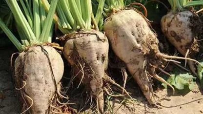 Meclis’ten Geçti! Şeker Pancarı Üretiminde Hiçbir Şey Eskisi Gibi Olmayacak