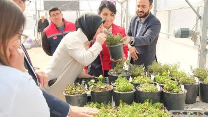 Tarım Lisesi’nde Yenilikçi Üretim: Çikolatalı, Limonlu ve Çilekli Naneler Seralarda Yetişiyor