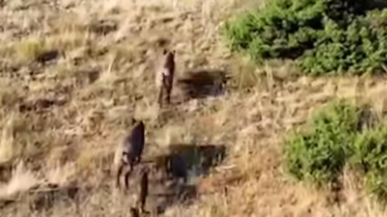 Çiftçi Zor Durumda: “Çiftçinin Ortağı Artık Alın Teri Değil, Yaban Domuzları”