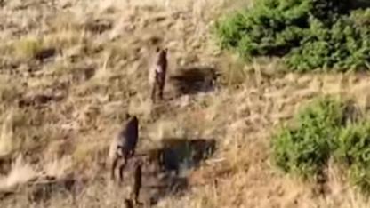 Çiftçi Zor Durumda: “Çiftçinin Ortağı Artık Alın Teri Değil, Yaban Domuzları”