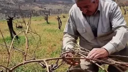 Ekşikara Üzümünde Bakım Mesaisi Sürüyor