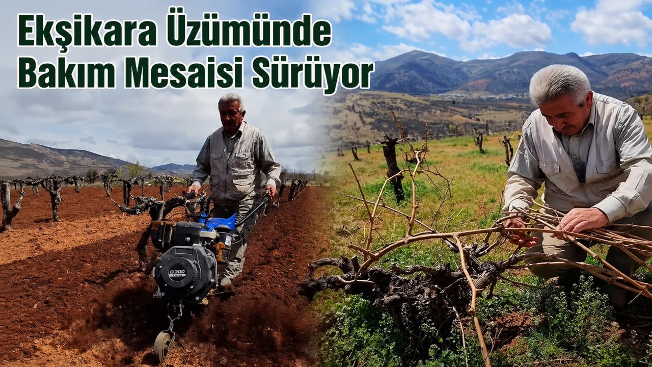 Ekşikara Üzümünde Bakım Mesaisi Sürüyor