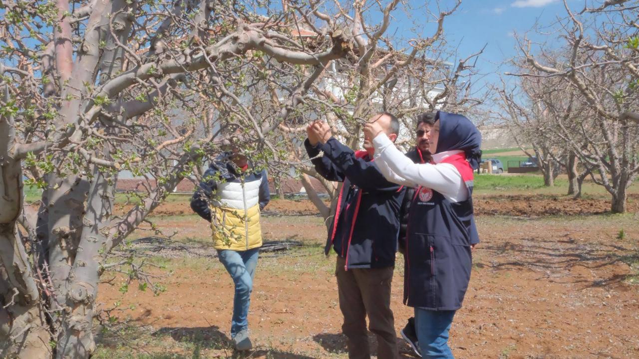 Elma Bahçelerinde Fenolojik Gözlem