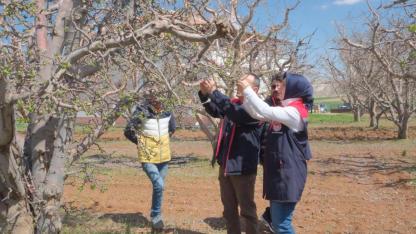 Elma Bahçelerinde Fenolojik Gözlem