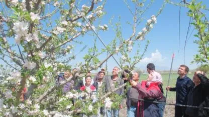 Karaman'da Elma Bahçelerinde Şaşırtma Tekniği Uygulaması Başladı