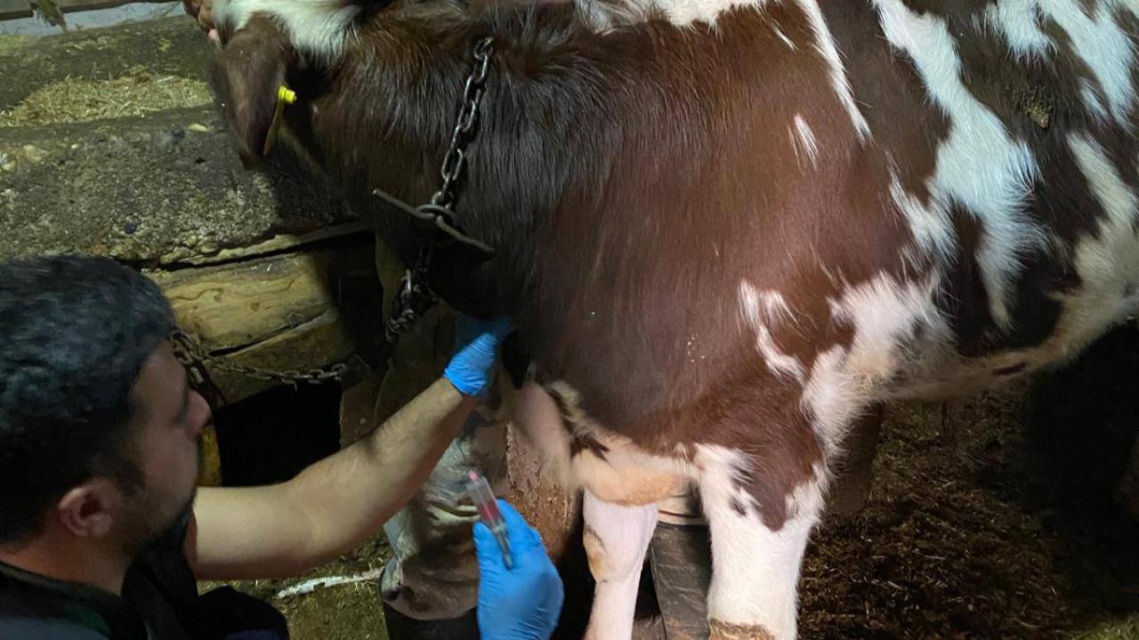 Karaman’da Hayvan Sağlığı Çalışmaları Sürüyor