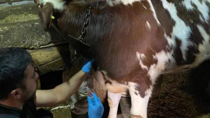 Karaman’da Hayvan Sağlığı Çalışmaları Sürüyor