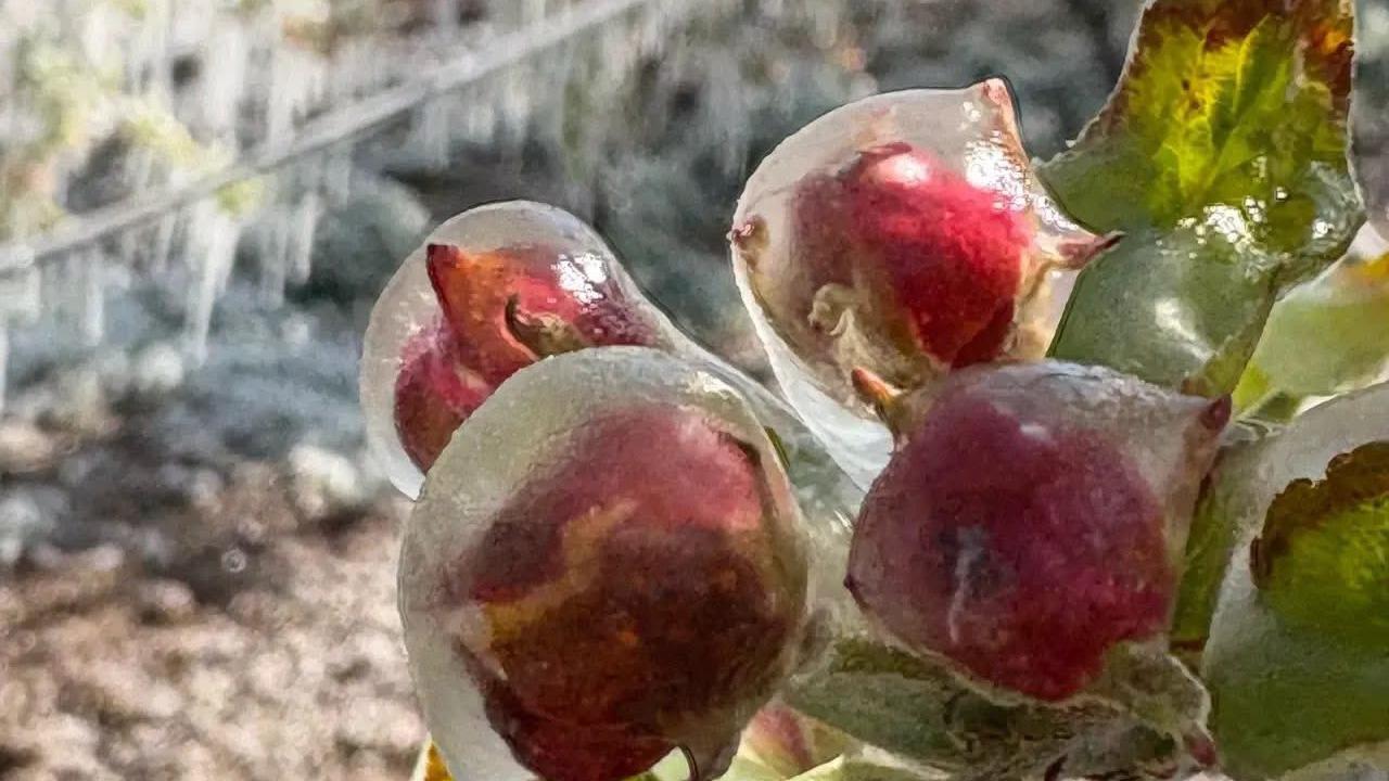 Karaman’da Üç Günlük Don Tablosu: Sıcaklık -5,8’e Kadar Düştü