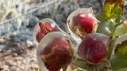 Karaman’da Üç Günlük Don Tablosu: Sıcaklık -5,8’e Kadar Düştü