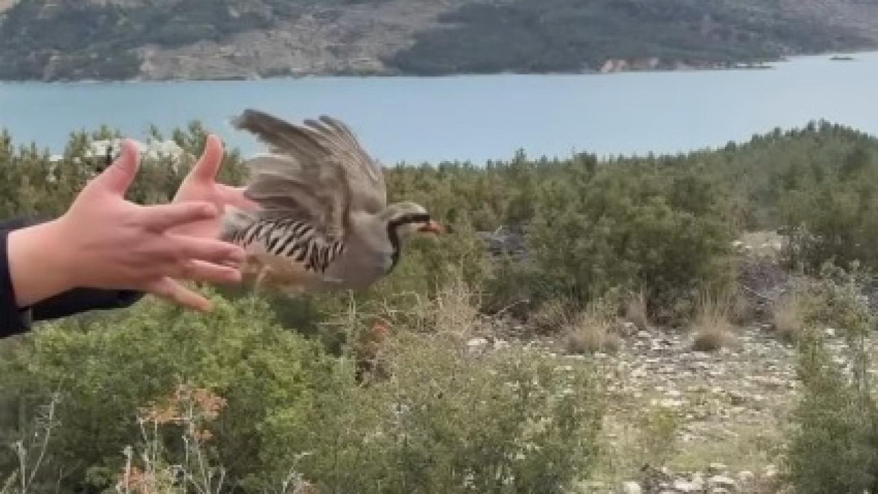 Karaman’da Yaralı Keklik Tedavi Edilerek Doğaya Salındı