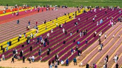 Karaman’daki Lale Bahçesi Sezonu 371 Bin Ziyaretçiyle Kapattı
