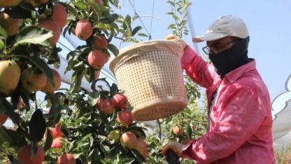 Karaman’ın Elma Potansiyeli Eğim Şartına Takıldı