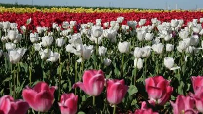 Lale Tarlasında Görsel Şölen Başlıyor