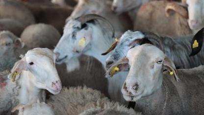 Vekaletle Kurban Kesim Bedelleri Açıklandı