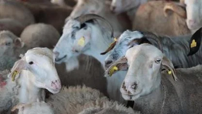 Vekaletle Kurban Kesim Bedelleri Açıklandı