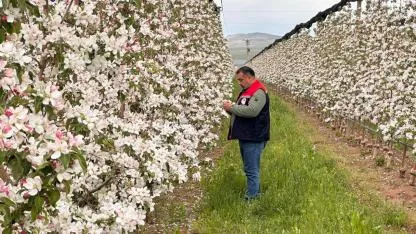 Elma Bahçelerinde Kontroller Yapılmaya Devam Ediyor