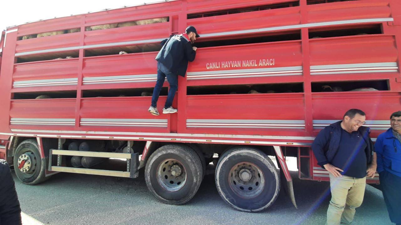 Karaman’da Kurbanlık Hareketliliğine Yakın Takip